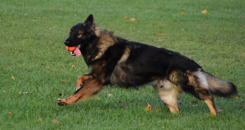 A German Shepherd frollicking in the field, just having a good time